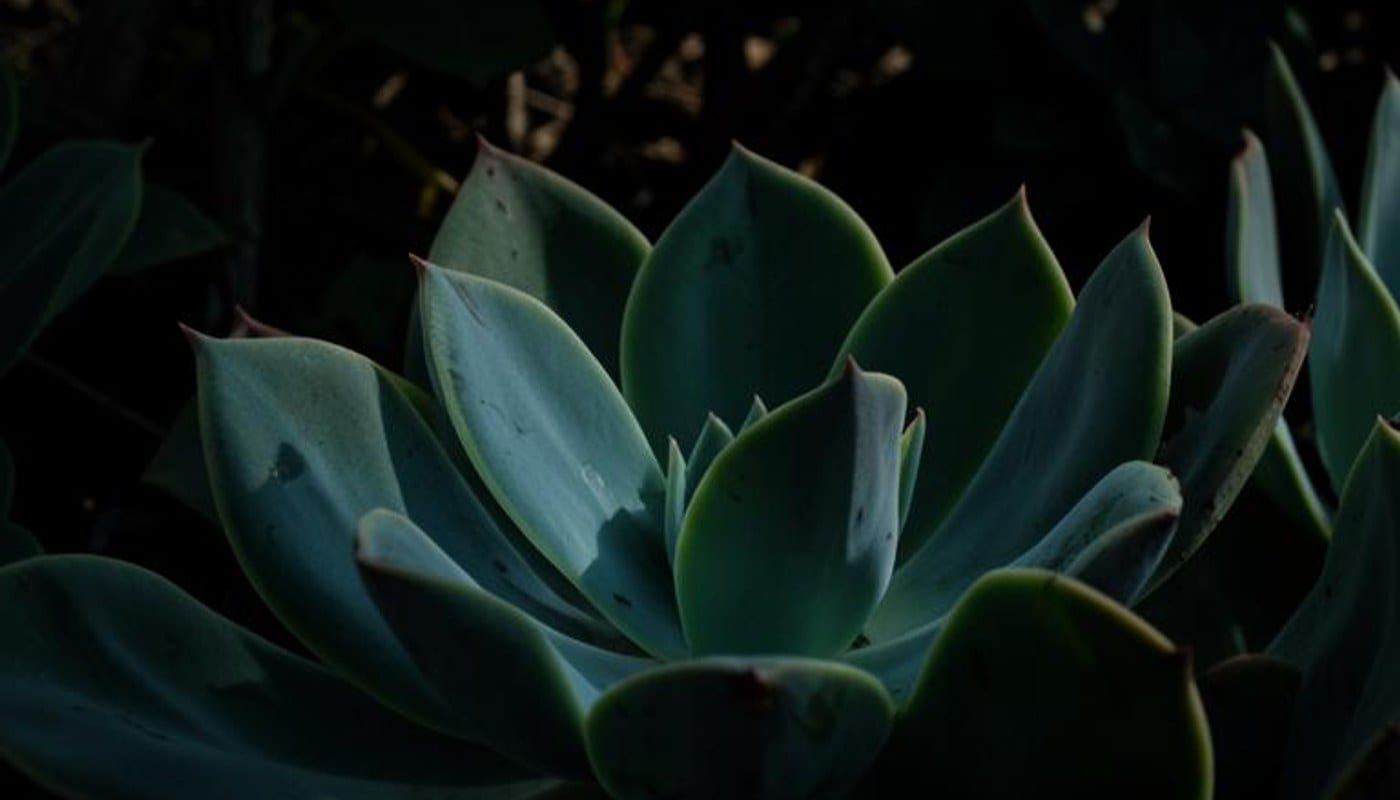 Succulent leaves fill a moody close-up against deep shadows