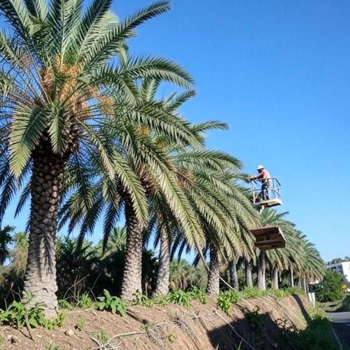 Tree care professional working among mature palms