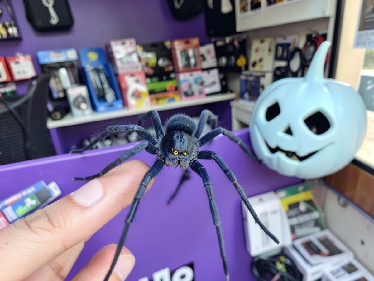dark blue spider with yellow eyes is centered against a purple backdrop, with a light blue jack-o-lantern nearby.