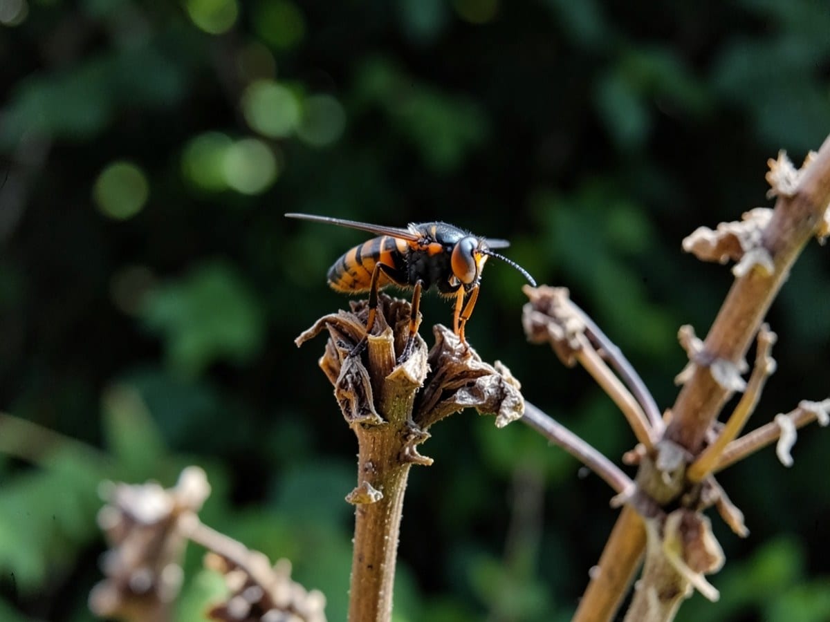 Gallery – Sample Pest Control Co