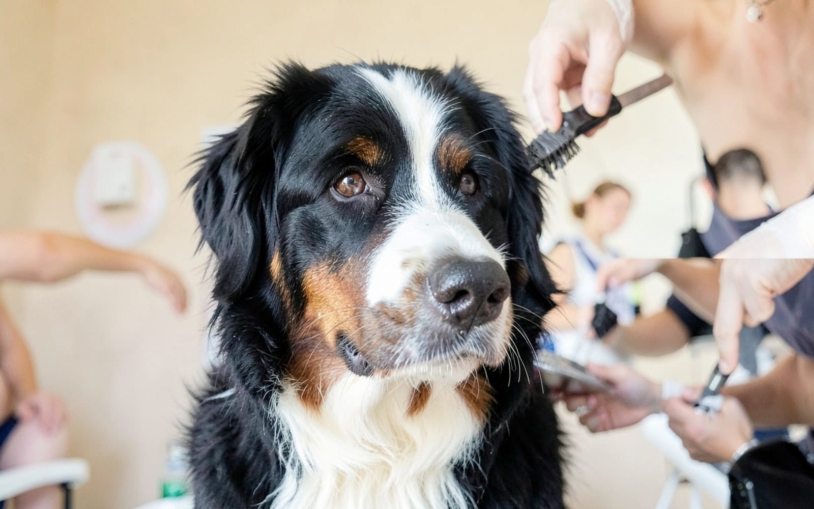 Bath and Brush in Riverton