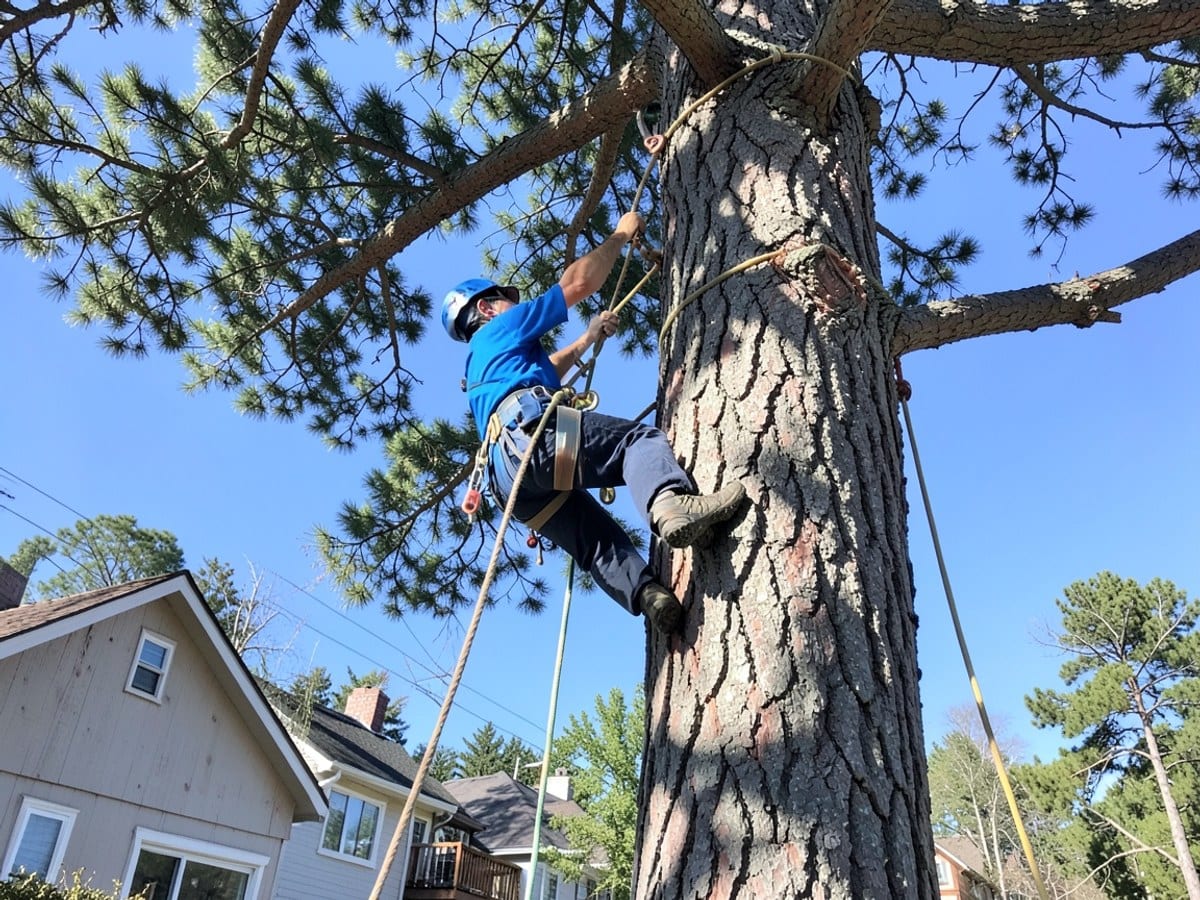 Service Area – Sample Tree Service Co